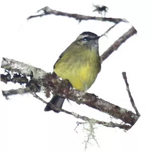 Black-capped tyrannulet