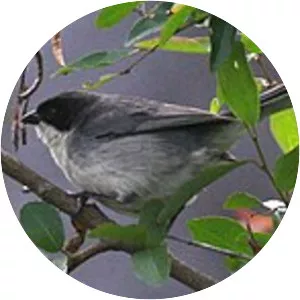Black-capped warbling finch