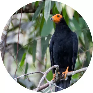 Black caracara