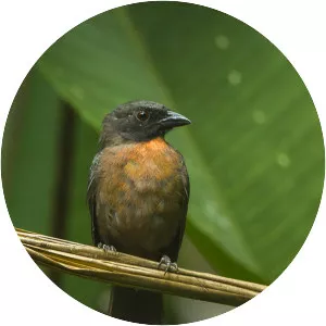 Black-cheeked ant tanager - Bird