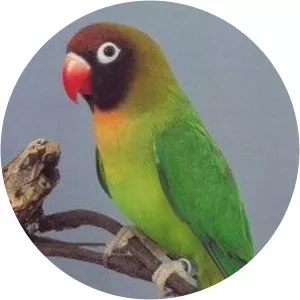 Black-cheeked lovebird - Birds