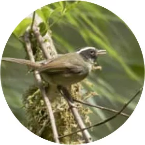 Black-cheeked warbler - Bird