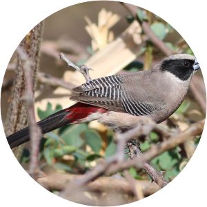 Black-cheeked waxbill - Birds