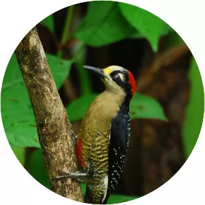 Black-cheeked woodpecker