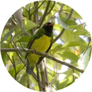 Black-chested fruiteater - Bird