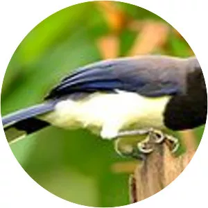 Black-chested jay