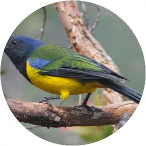 Black-chested mountain tanager