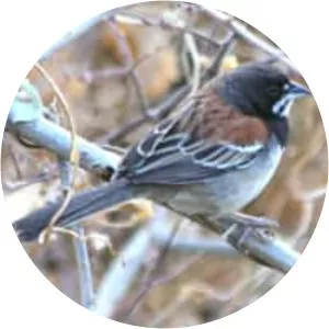 Black-chested sparrow