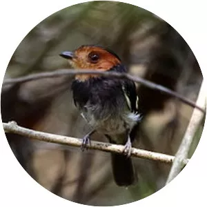 Black-chested tyrant