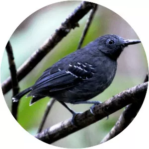 Black-chinned antbird