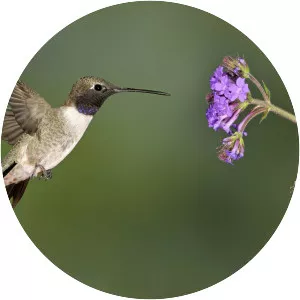 Black-chinned hummingbird