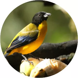 Black-chinned mountain tanager