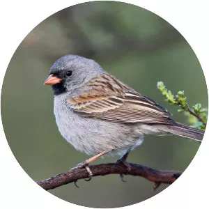 Black-chinned sparrow
