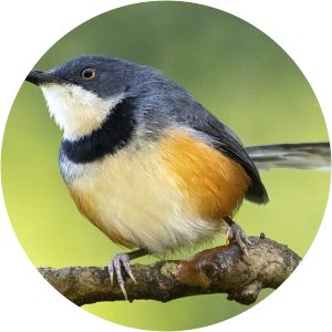 Black-collared Apalis - 