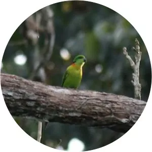 Black-collared lovebird - Birds