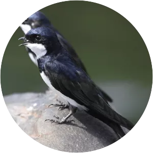 Black-collared swallow
