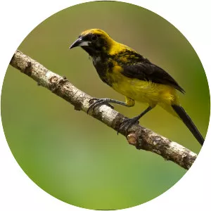 Black-cowled oriole