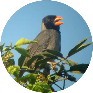 Black-cowled saltator
