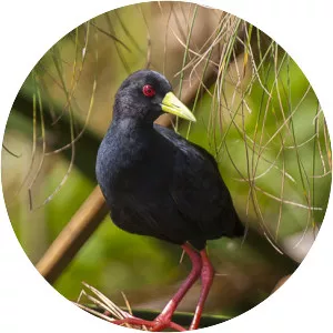Black crake