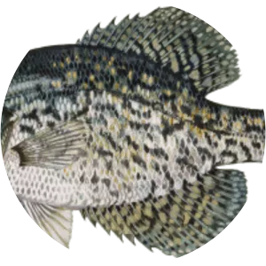 Black crappie - Fish