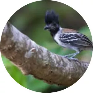 Black-crested antshrike photograph
