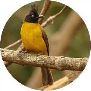 Black-crested bulbul