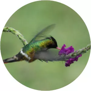 Black-crested coquette