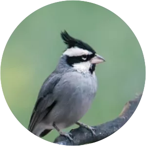 Black-crested finch