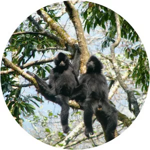 Black Crested Gibbon