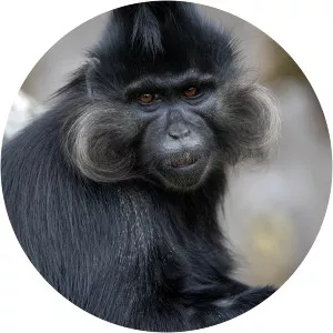 Black crested mangabey