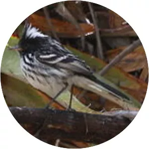 Black-crested tit-tyrant