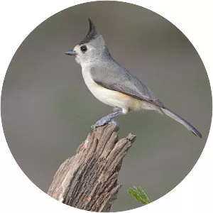 Black-crested titmouse