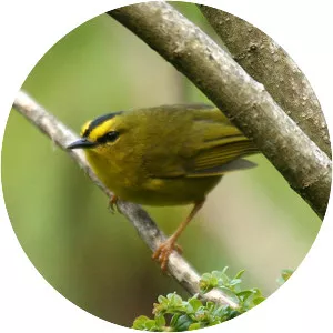 Black-crested warbler - Bird