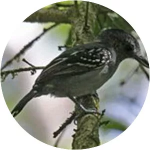Black-crowned antshrike