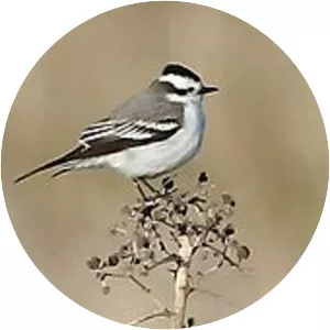 Black-crowned monjita - Bird