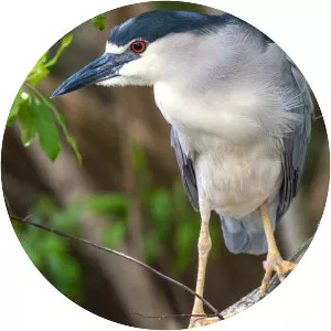 Black-crowned night heron - Birds