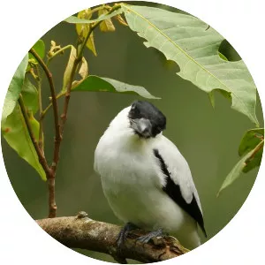 Black-crowned tityra