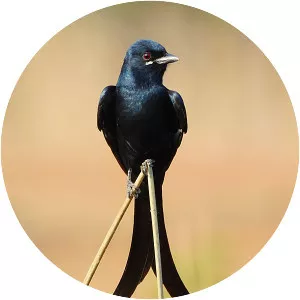 Black drongo - Birds