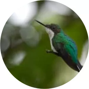 Black-eared fairy - Bird