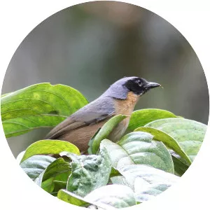 Black-eared hemispingus - Bird