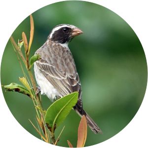 Black-eared seedeater - Birds
