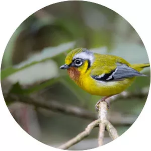 Black-eared shrike-babbler