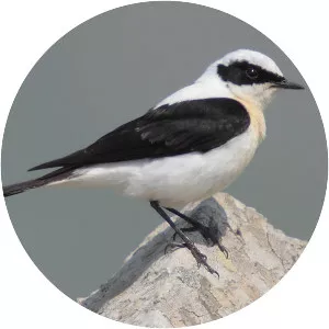 Black-eared wheatear - Birds