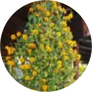Black-eyed Susan vine - Plants