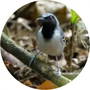 Black-faced antbird - Bird