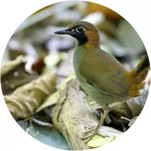 Black-faced antthrush