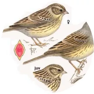 Black-faced bunting