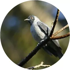 Black-faced cotinga - 