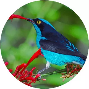 Black-faced dacnis - Bird