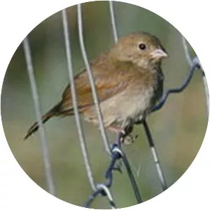 Black-faced grassquit - Bird